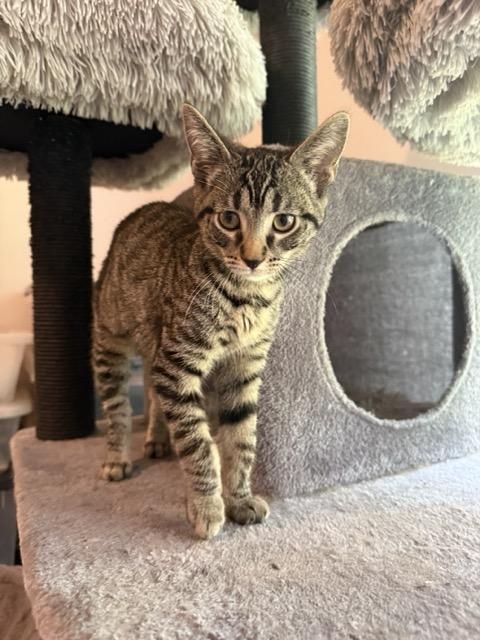 Eva, Adoptable, Young Female Domestic Short Hair.