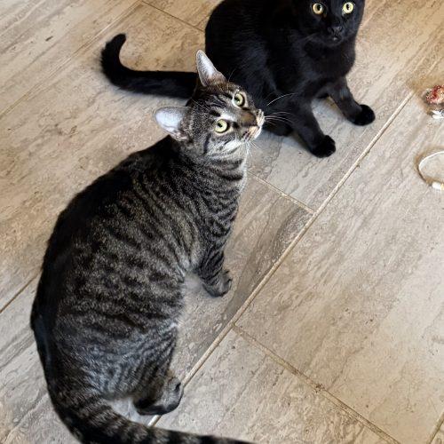 Enlarge Eva, a Adoptable Domestic Short Hair in Kenosha, WI image 2/4