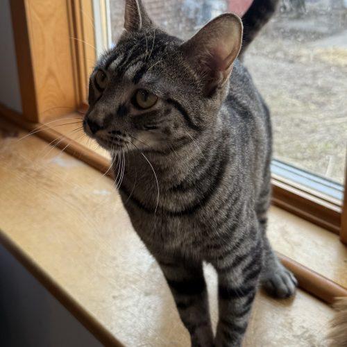Enlarge Eva, a Adoptable Domestic Short Hair in Kenosha, WI image 3/4