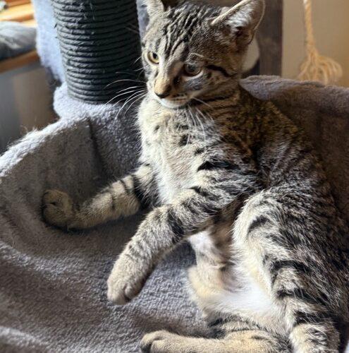 Enlarge Eva, a Adoptable Domestic Short Hair in Kenosha, WI image 4/4