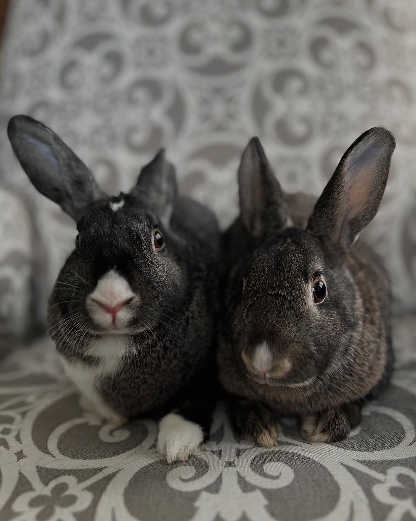 Mabel (bonded with Darla), Adoptable, Adult Female Bunny Rabbit.