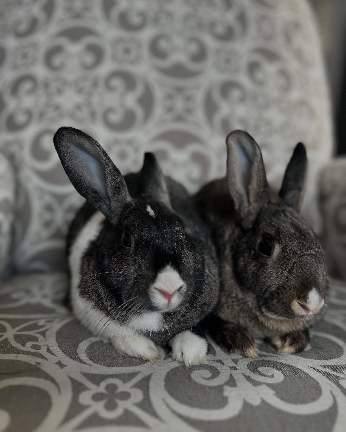 Enlarge Mabel (bonded with Darla), a Adoptable mixed breed in Westbrook, ME image 2/6