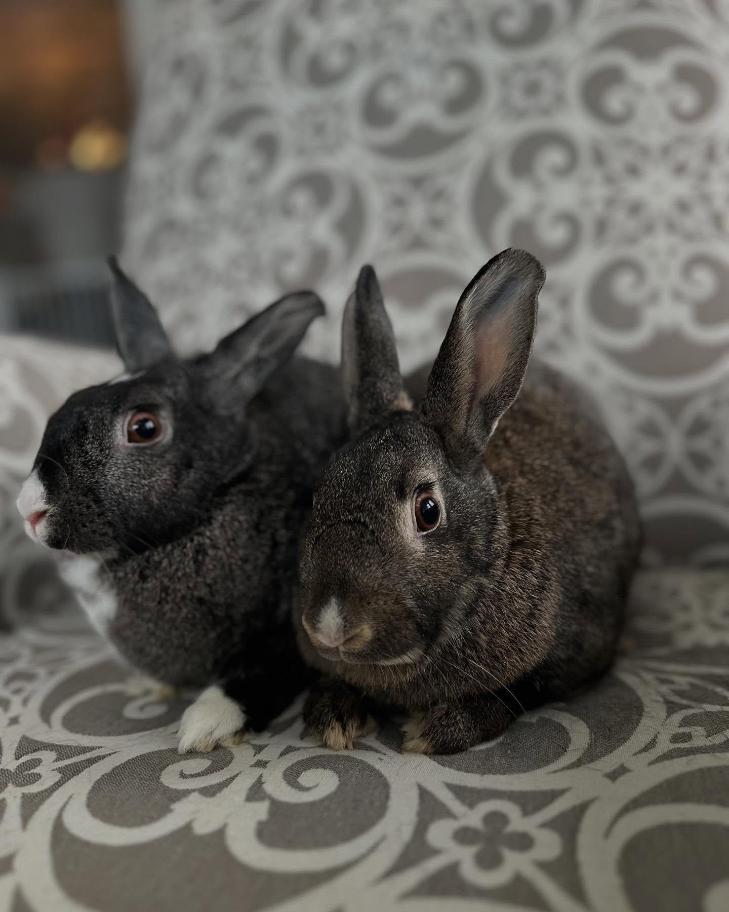 Mabel (bonded with Darla), Adoptable, Adult Female Bunny Rabbit.