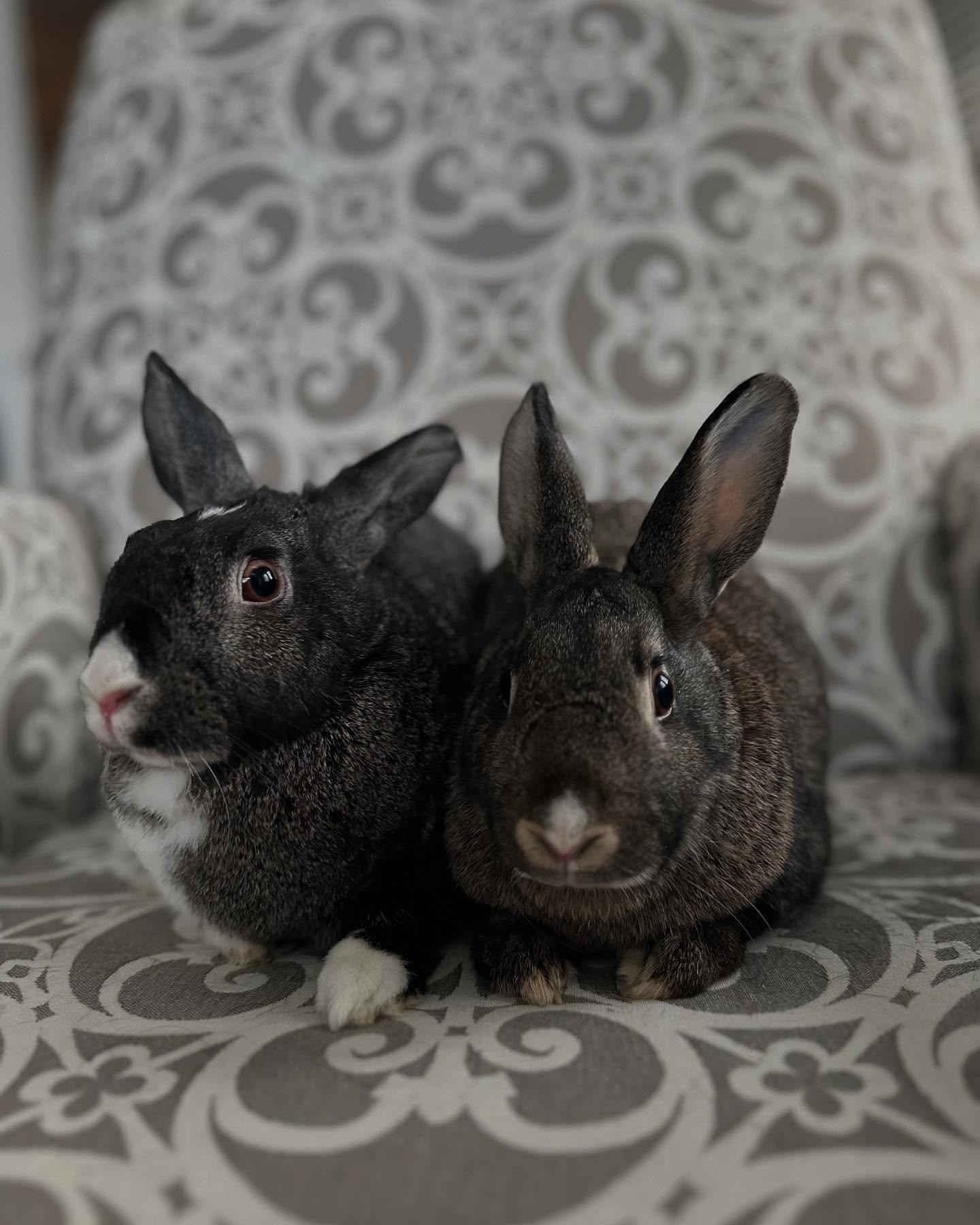 Enlarge Mabel (bonded with Darla), a Adoptable mixed breed in Westbrook, ME image 5/6