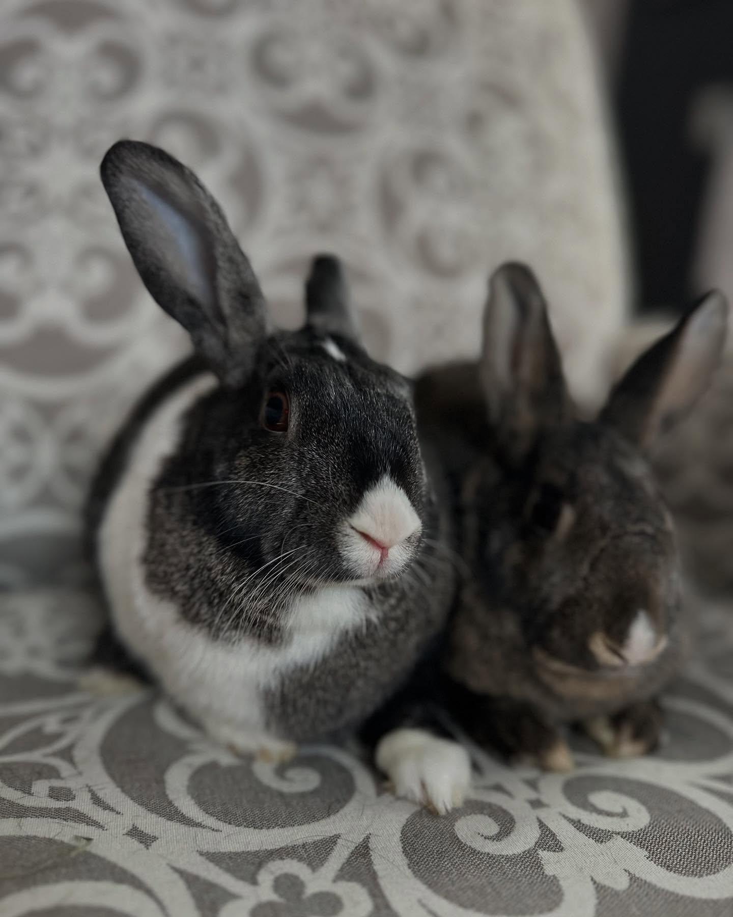Mabel (bonded with Darla), Adoptable, Adult Female Bunny Rabbit.