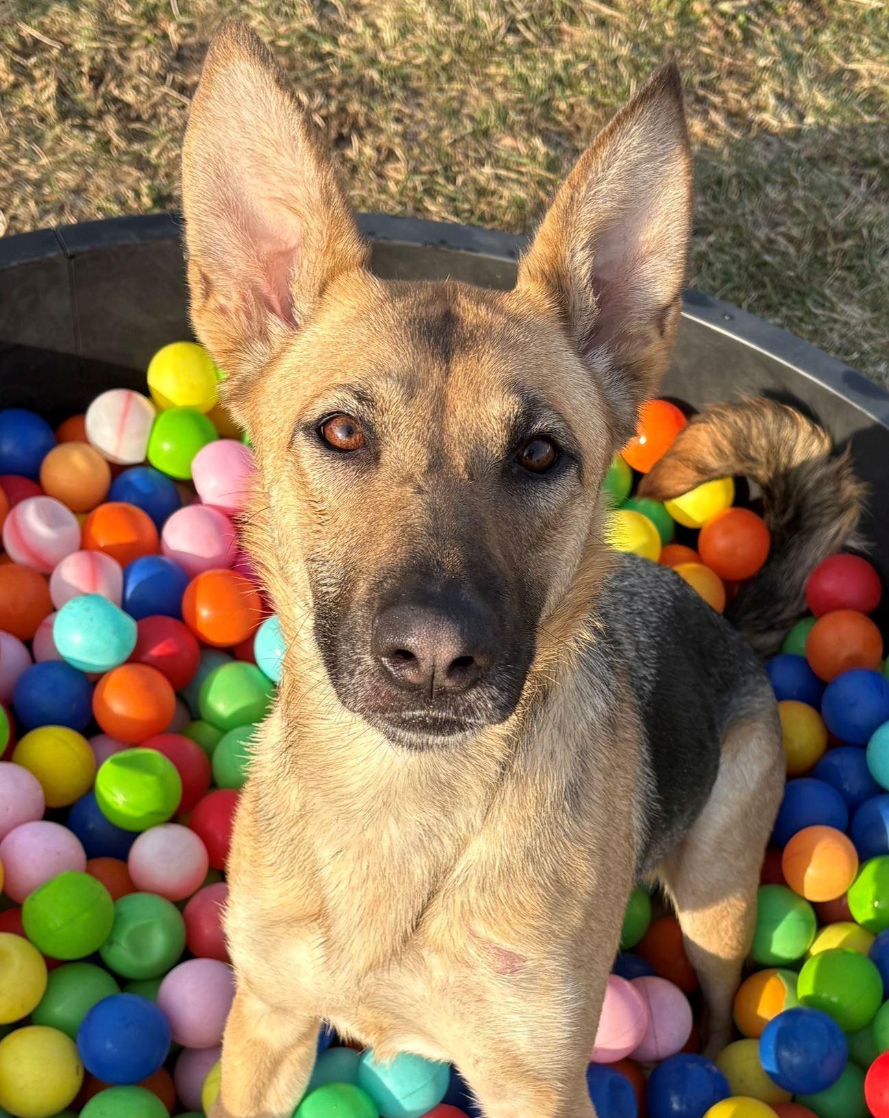 Skye, ADOPTABLE, Young Female German Shepherd Dog.