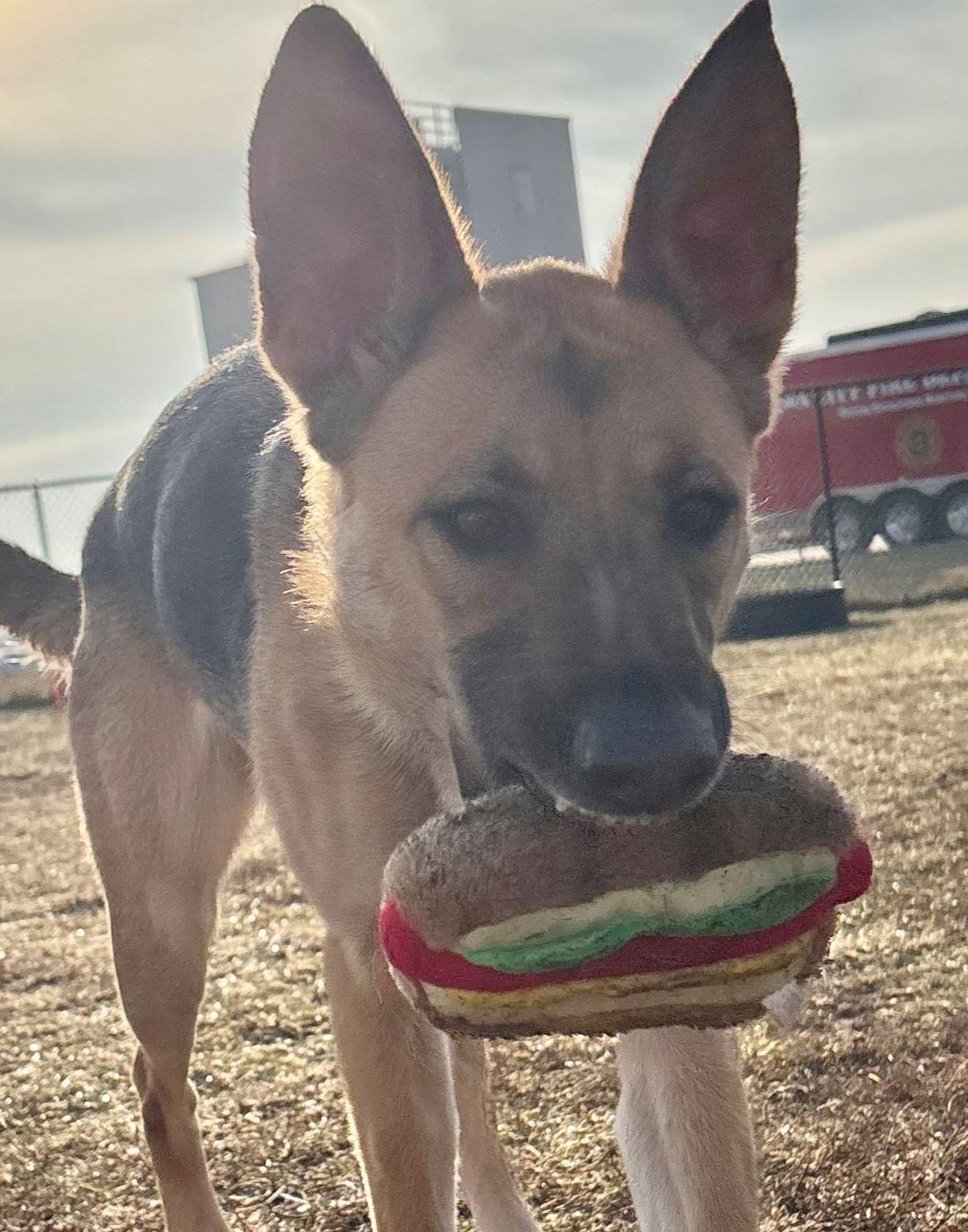 Enlarge Skye, a ADOPTABLE German Shepherd Dog in Iowa City, IA image 2/3