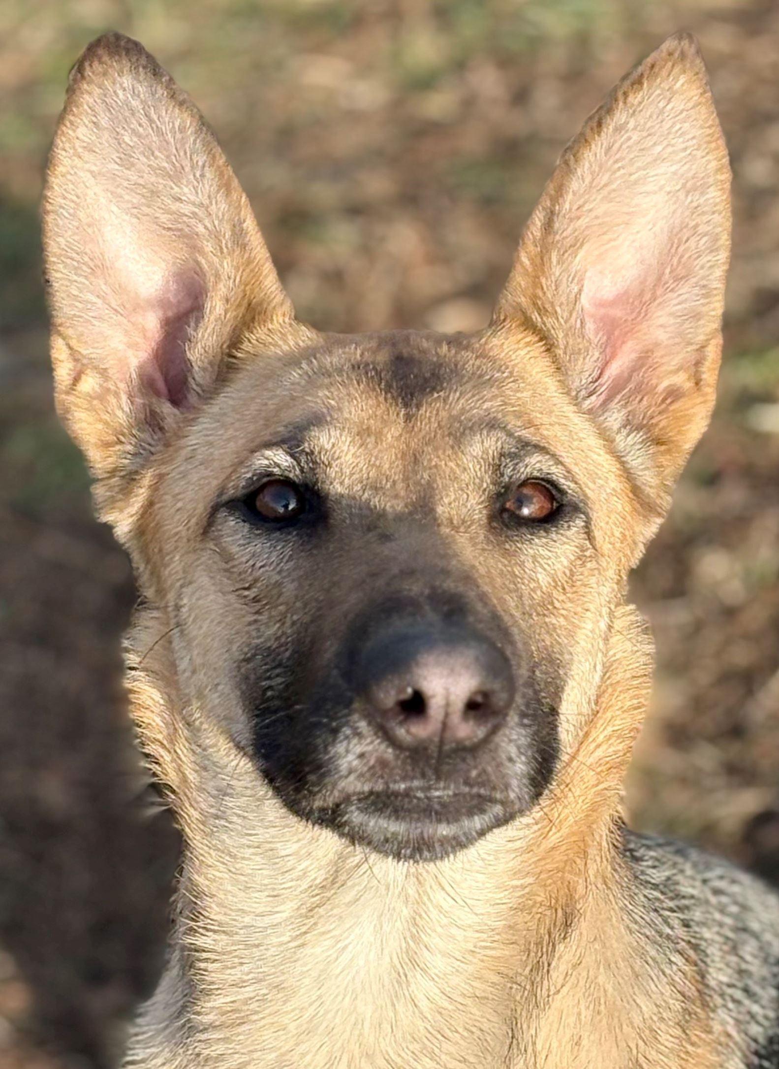Enlarge Skye, a ADOPTABLE German Shepherd Dog in Iowa City, IA image 3/3