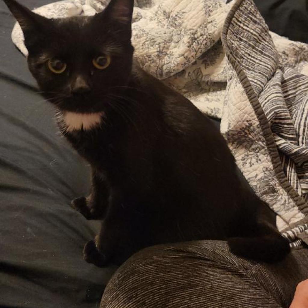 Sadie Jane, a Adoptable Domestic Short Hair in St. Peters, MO image 1/3