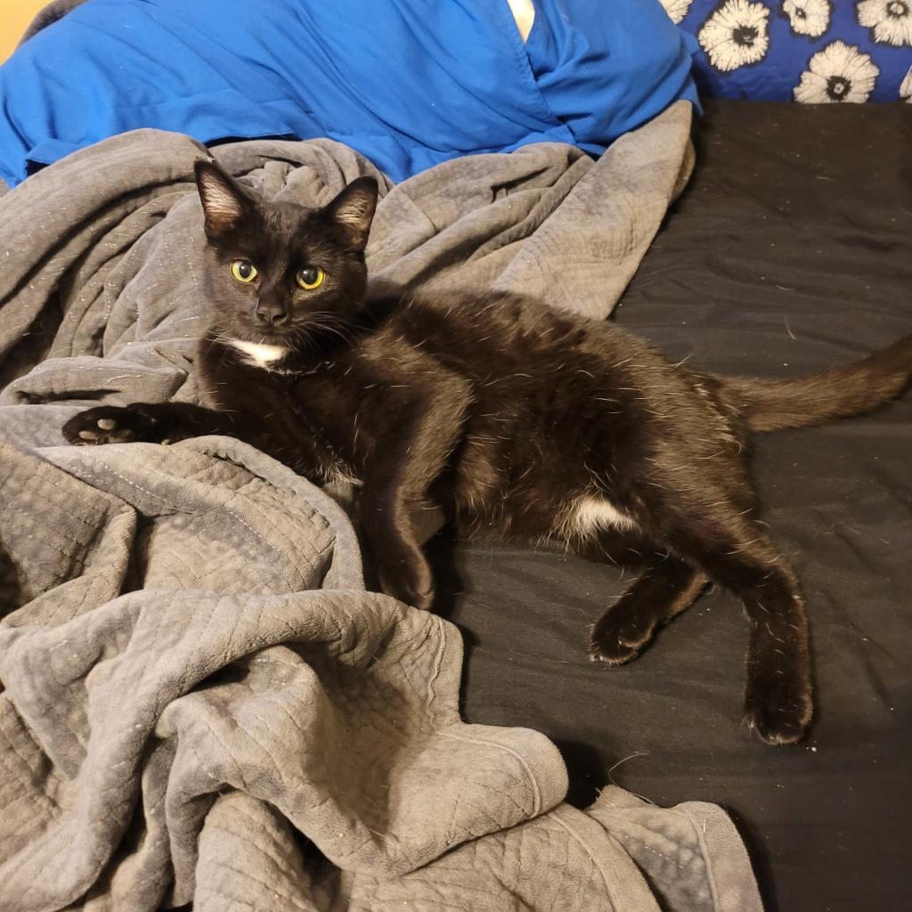 Sadie Jane, a Adoptable Domestic Short Hair in St. Peters, MO image 2/3