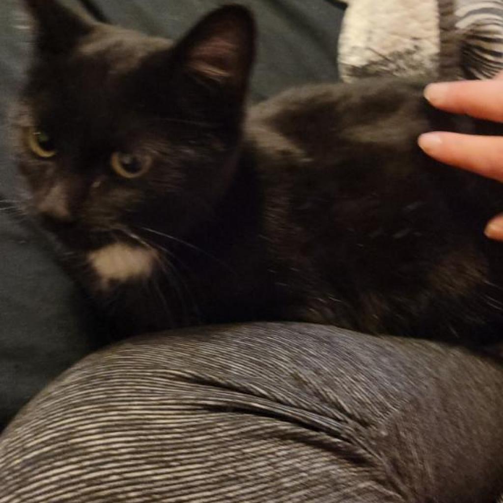 Sadie Jane, a Adoptable Domestic Short Hair in St. Peters, MO image 3/3