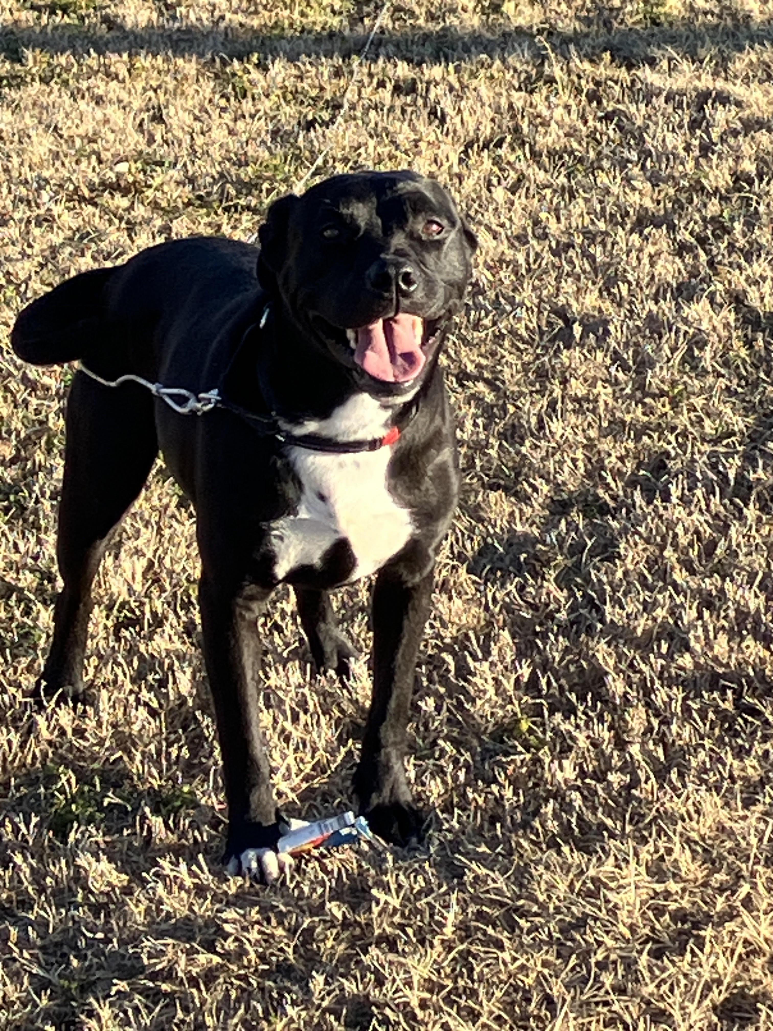 Enlarge DOROTHY-Delightful Dame, an adopted mixed breed in Stephenville, TX image 3/6