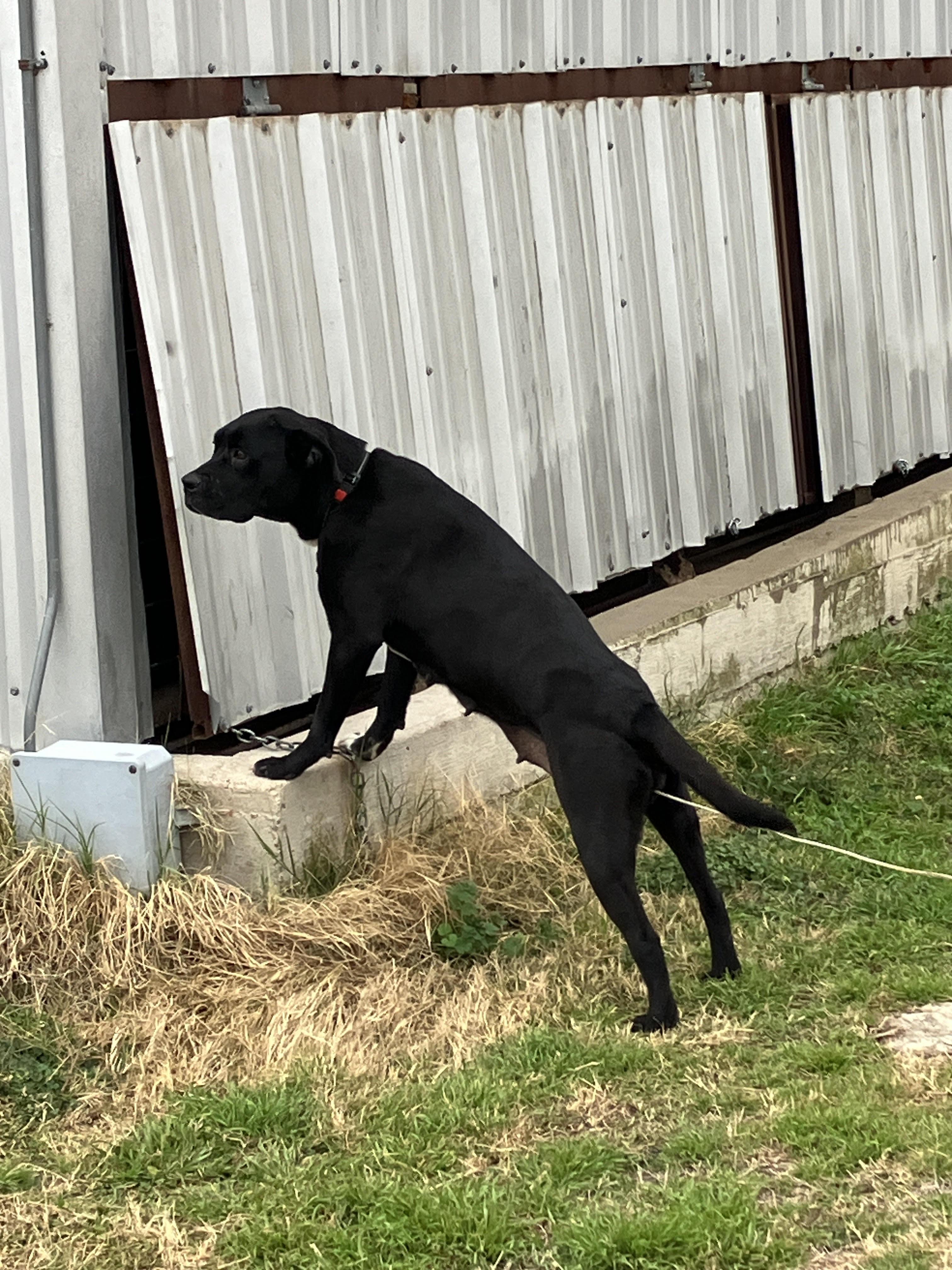 Enlarge DOROTHY-Delightful Dame, an adopted mixed breed in Stephenville, TX image 2/6