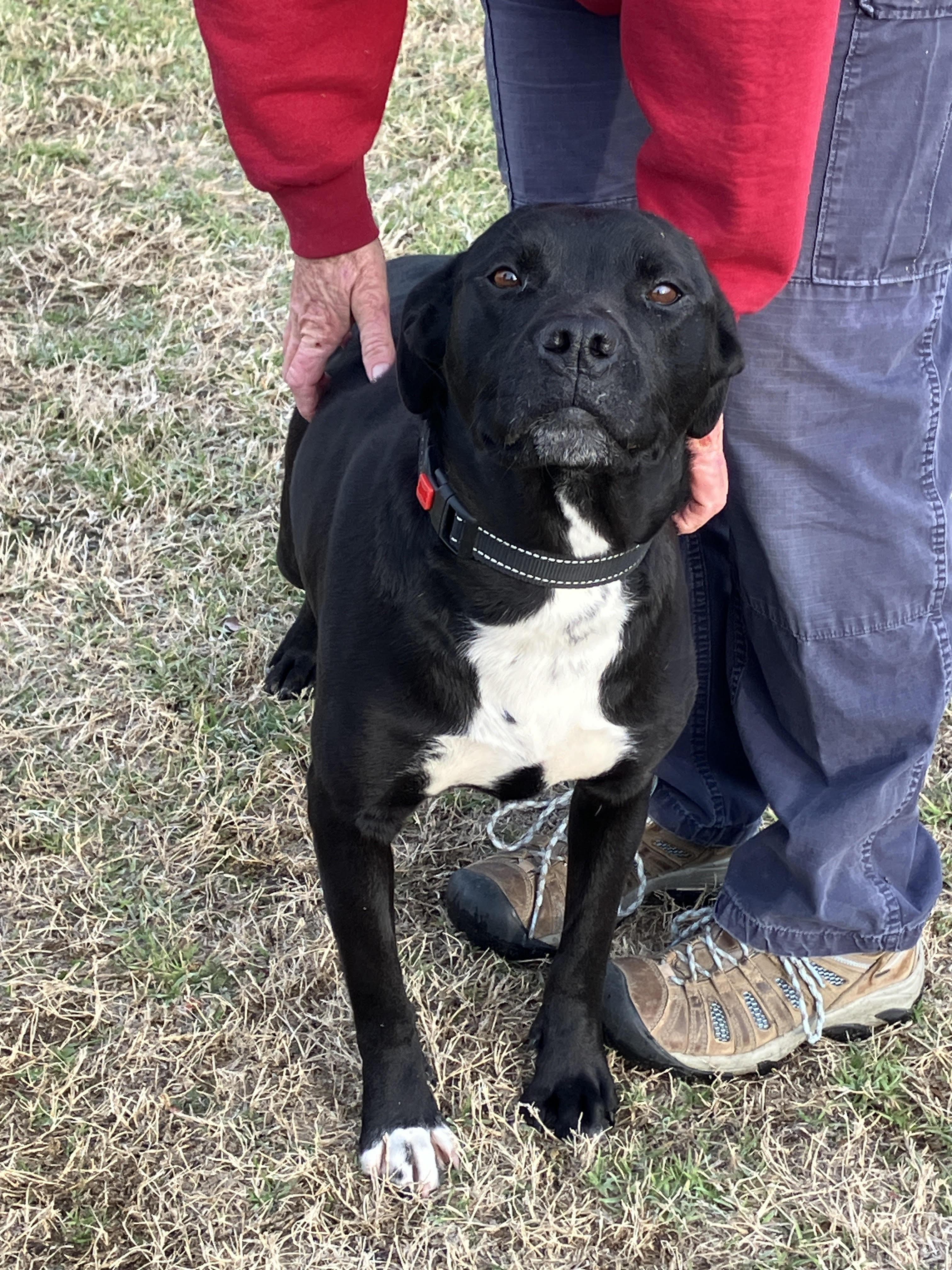 Enlarge DOROTHY-Delightful Dame, an adopted mixed breed in Stephenville, TX image 5/6