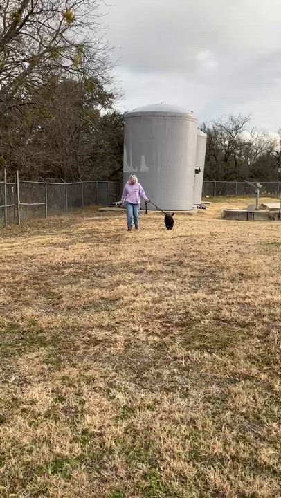 Enlarge DOROTHY-Delightful Dame, an adopted mixed breed in Stephenville, TX video 6/6