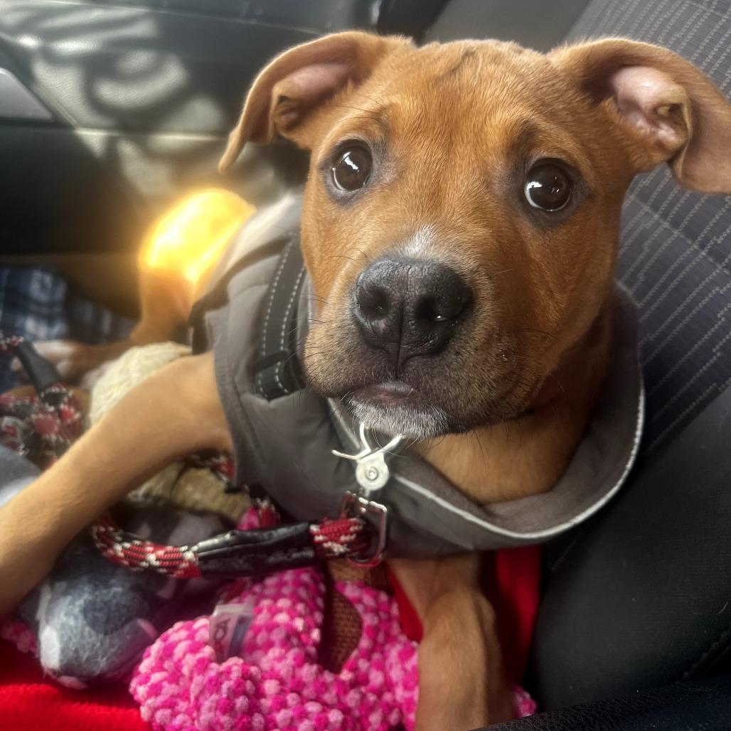 Tyrone, a Adoptable Pit Bull Terrier in Jasper, IN image 1/3