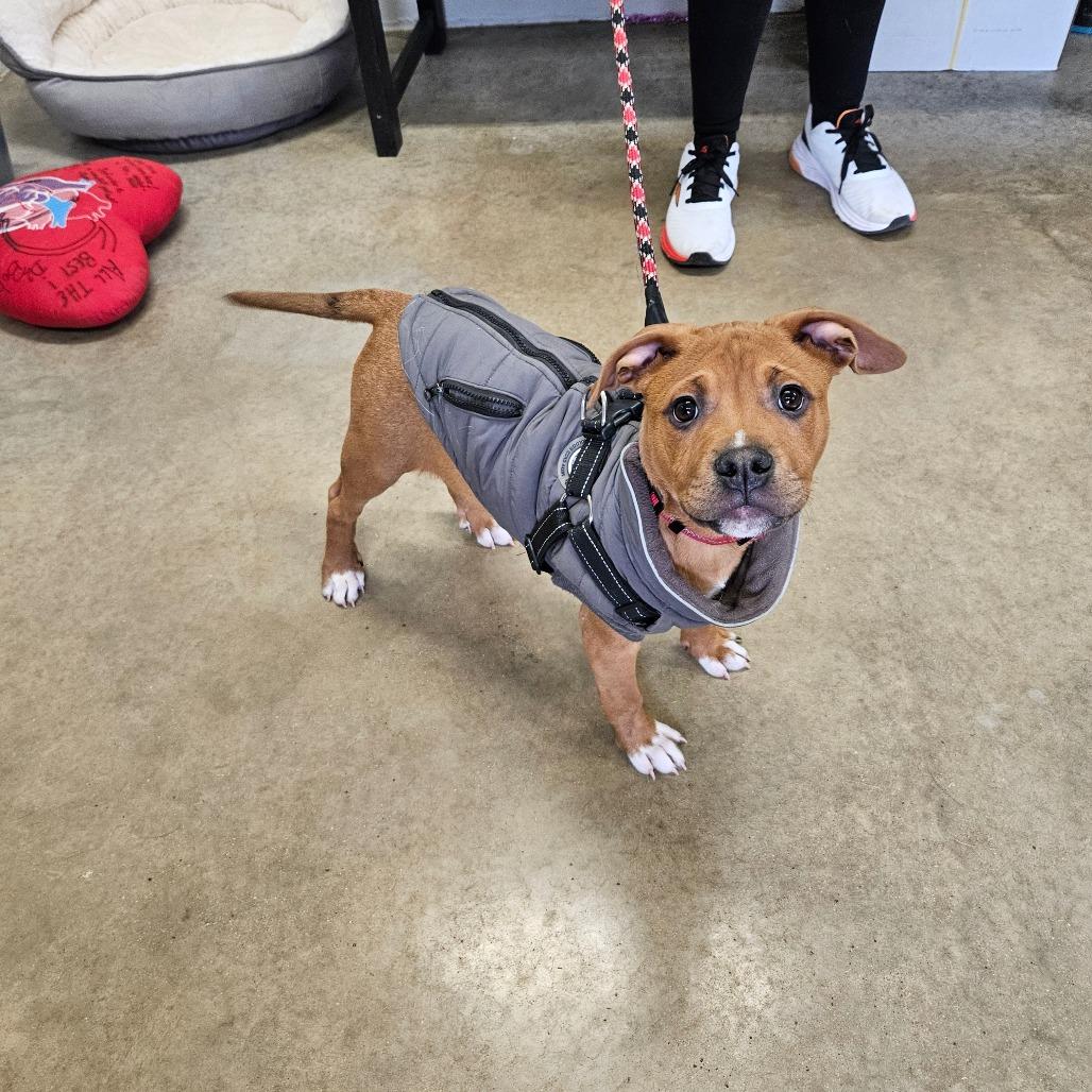 Tyrone, a Adoptable Pit Bull Terrier in Jasper, IN image 2/3