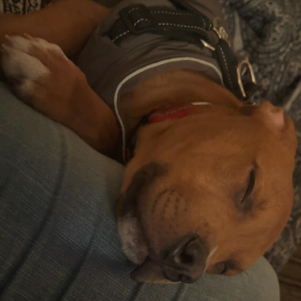 Tyrone, a Adoptable Pit Bull Terrier in Jasper, IN image 3/3