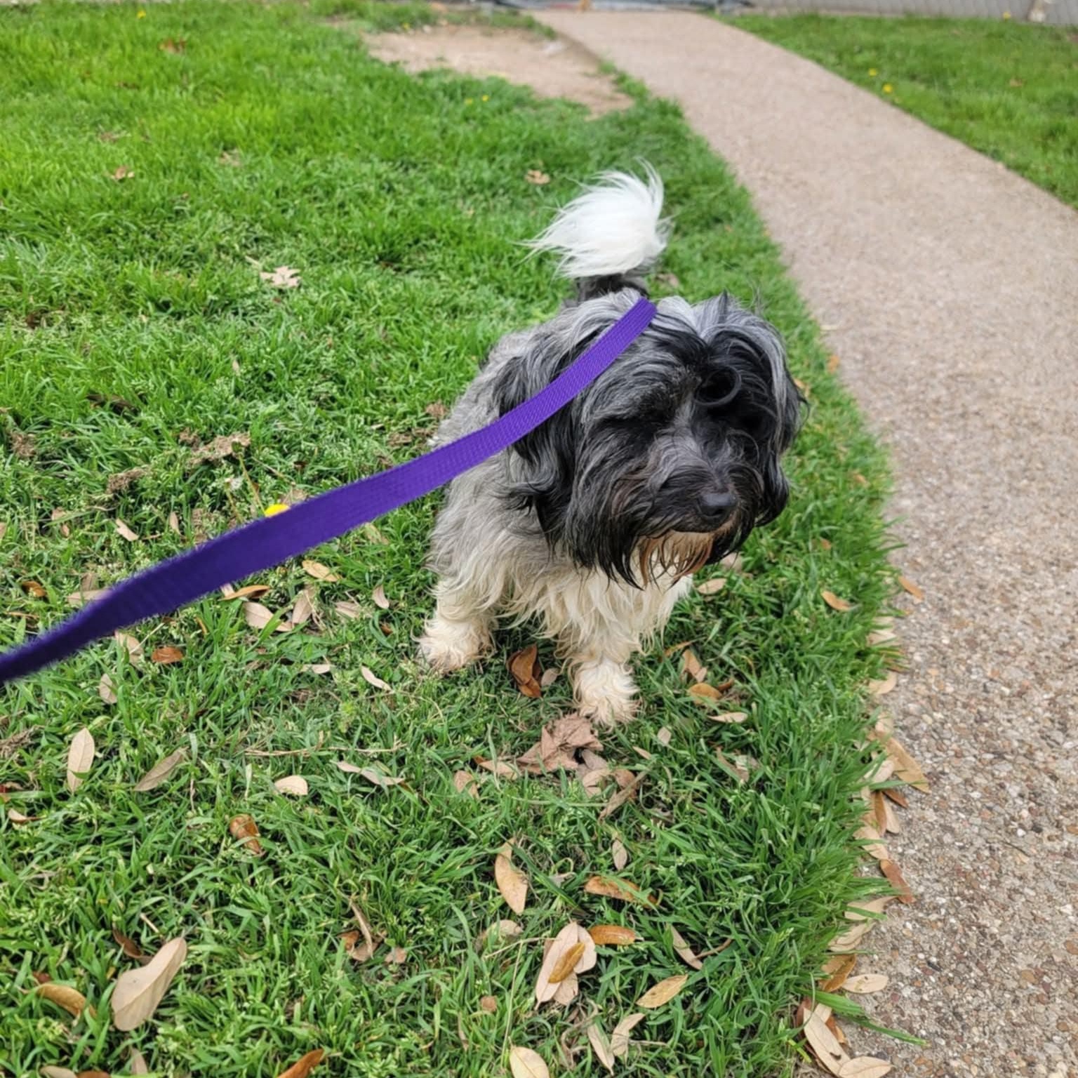 GUSTO, an adopted mixed breed in Loveland, CO image 5/5