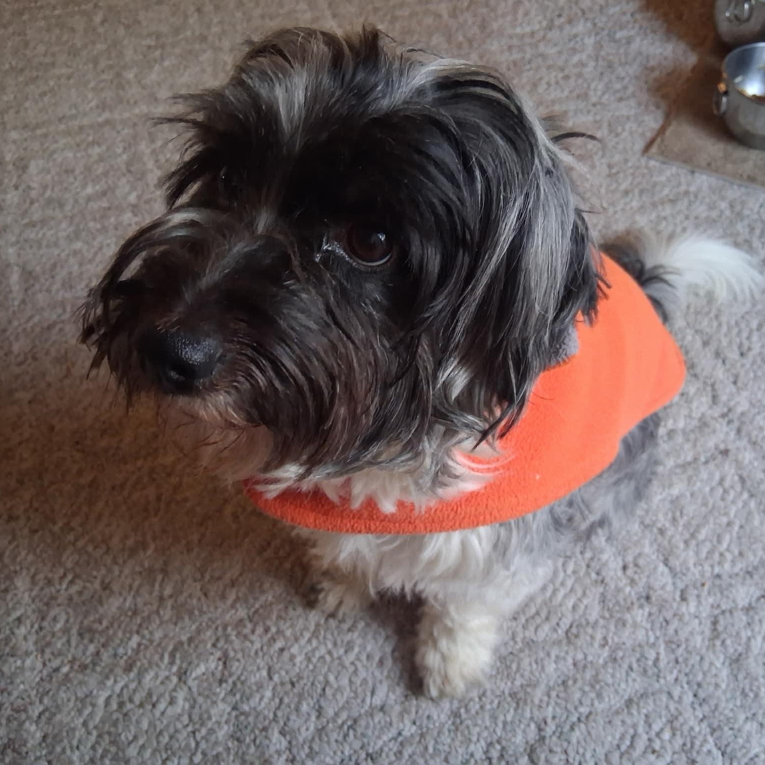 GUSTO, an adopted mixed breed in Loveland, CO image 2/5