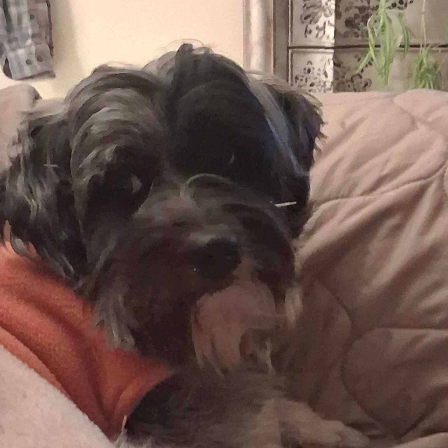 GUSTO, adopted, Adult Male Shih Tzu.