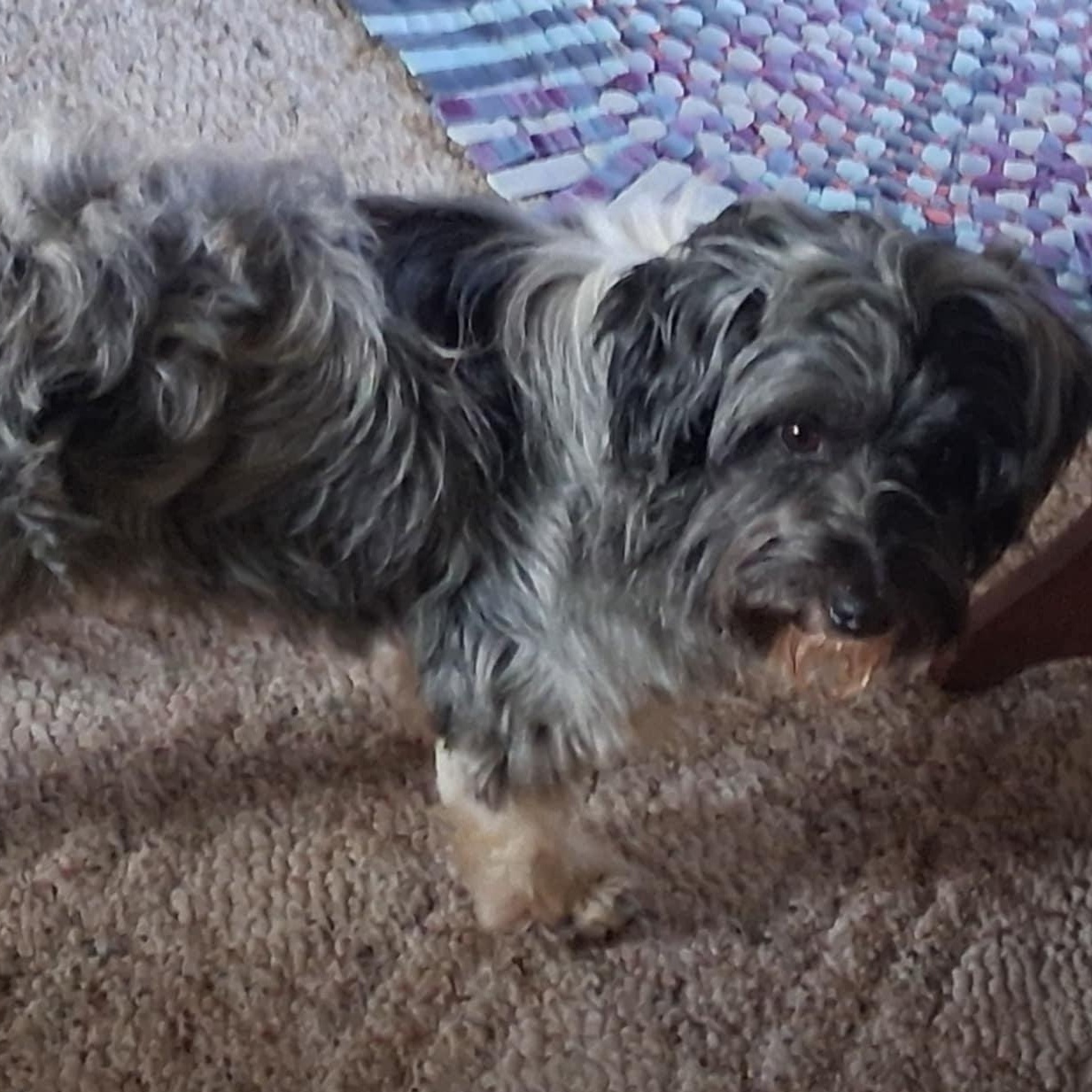 GUSTO, an adopted mixed breed in Loveland, CO image 3/5