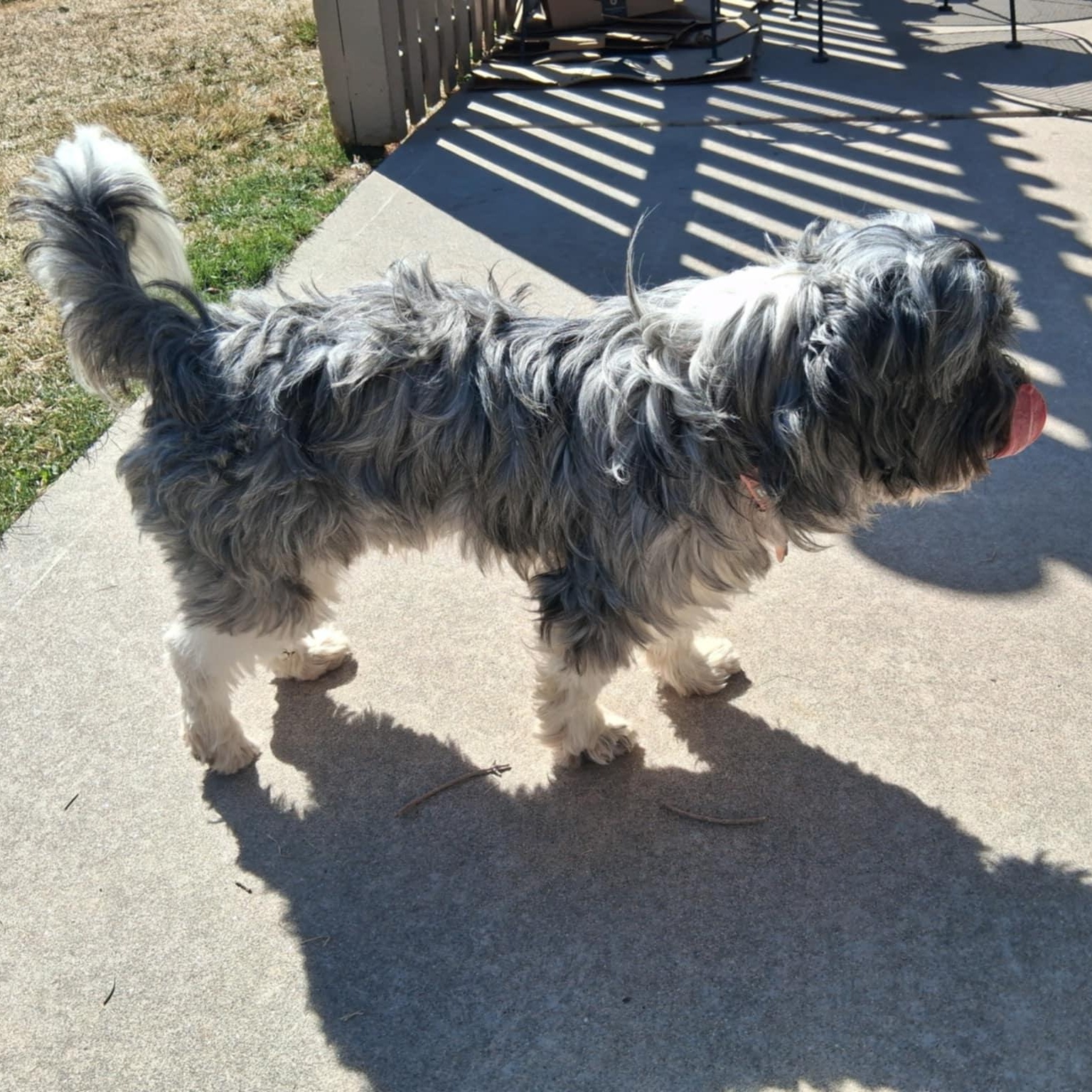 GUSTO, an adopted mixed breed in Loveland, CO image 4/5