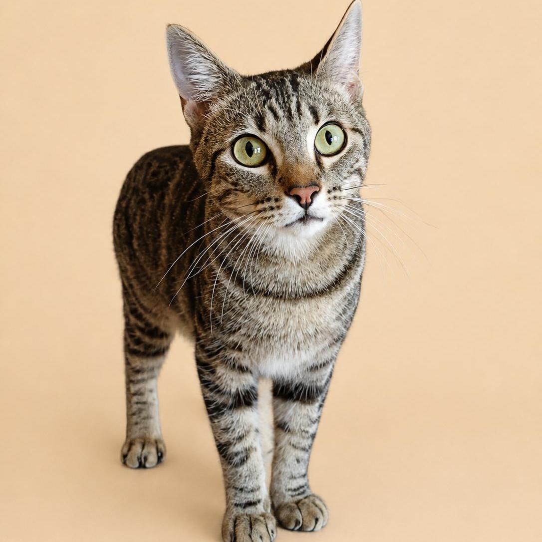 Enlarge Kobe, a Adoptable Domestic Short Hair in Bee Cave, TX image 1/2