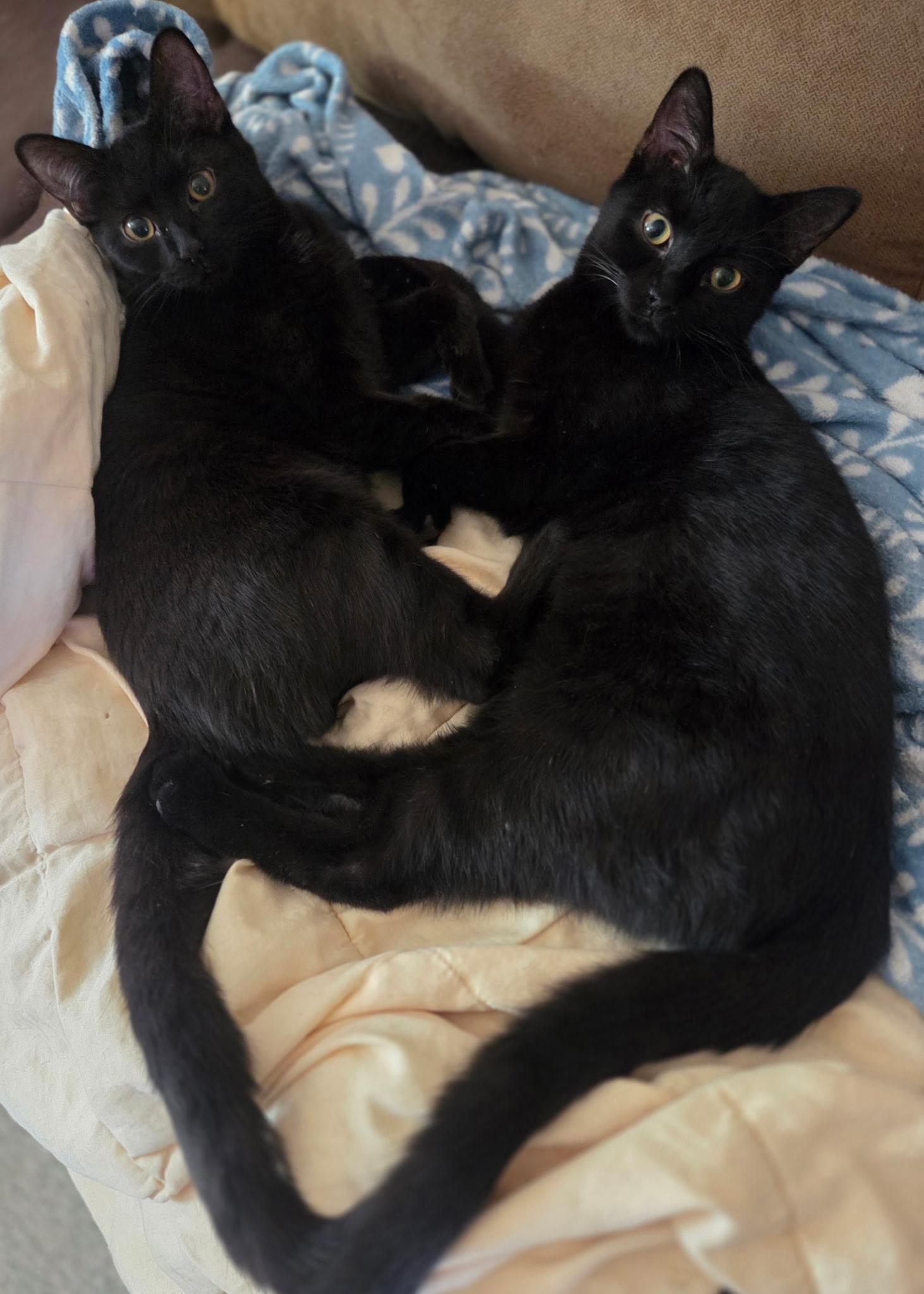 Enlarge Russel Stover and Ferrero Rocher, a ADOPTABLE Domestic Short Hair in Woodbridge, VA image 2/2