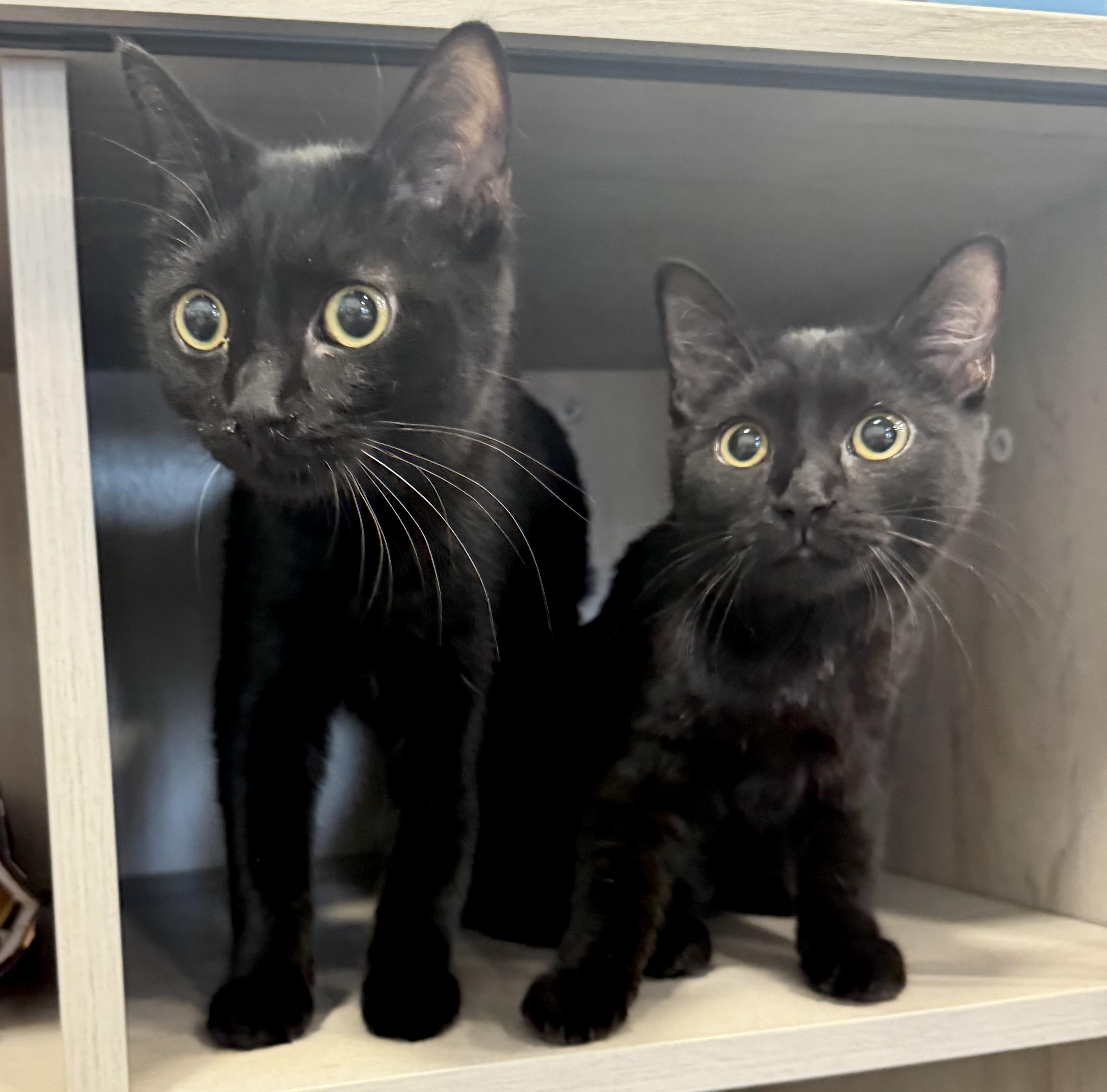 Enlarge Russel Stover and Ferrero Rocher, a ADOPTABLE Domestic Short Hair in Woodbridge, VA image 1/2