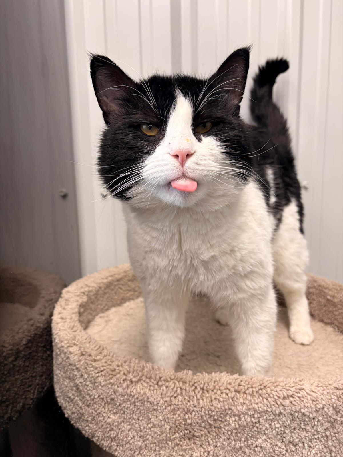 Finnegan, adoptable, Adult Male Domestic Short Hair.