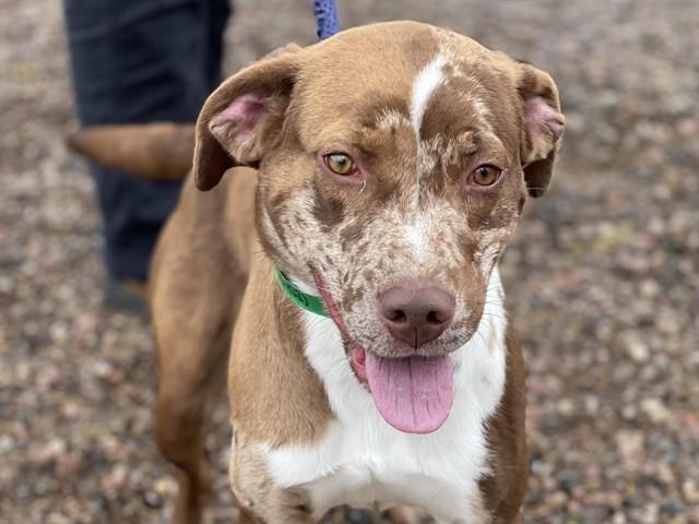 CALLIE, Adoptable, Adult Female Catahoula Leopard Dog.