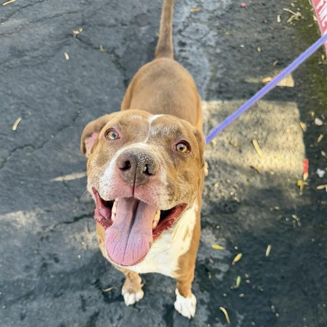 CALLIE, Adoptable, Adult Female Catahoula Leopard Dog.