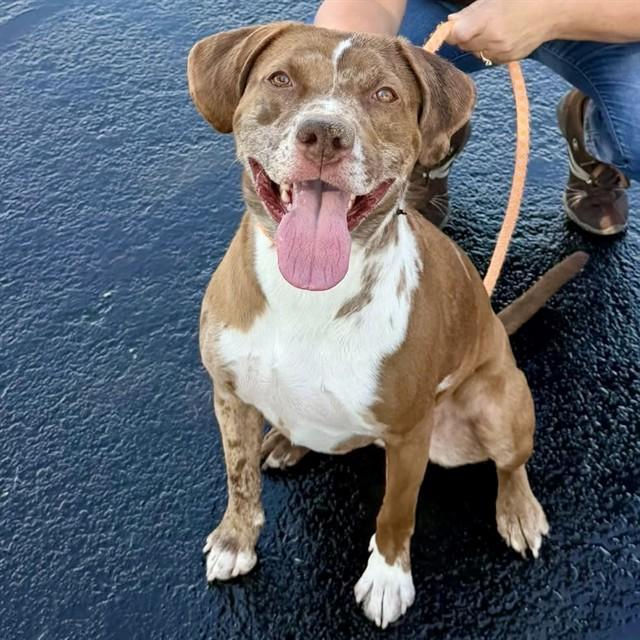 CALLIE, Adoptable, Adult Female Catahoula Leopard Dog.