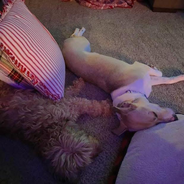 Roman, a Adoptable Labrador Retriever in Pineville, MO image 2/4