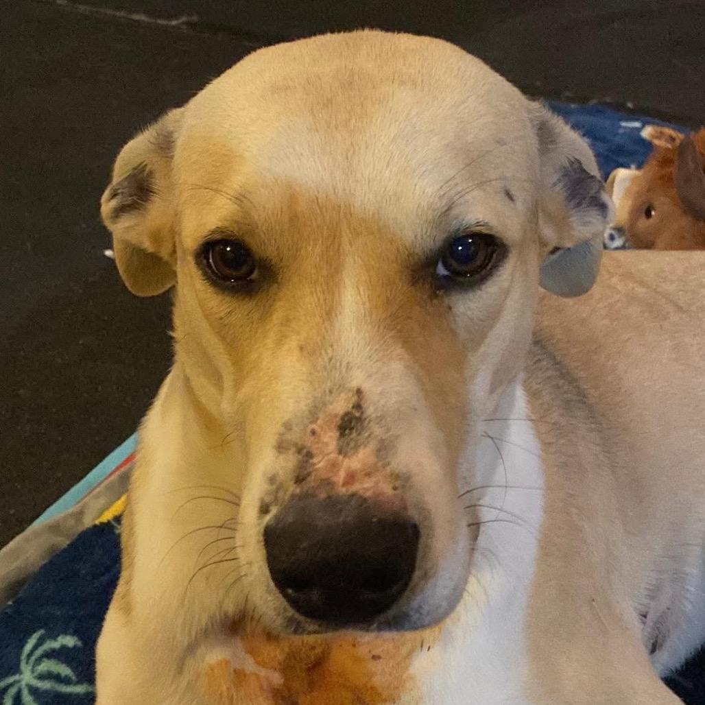 Roman, a Adoptable Labrador Retriever in Pineville, MO image 3/4