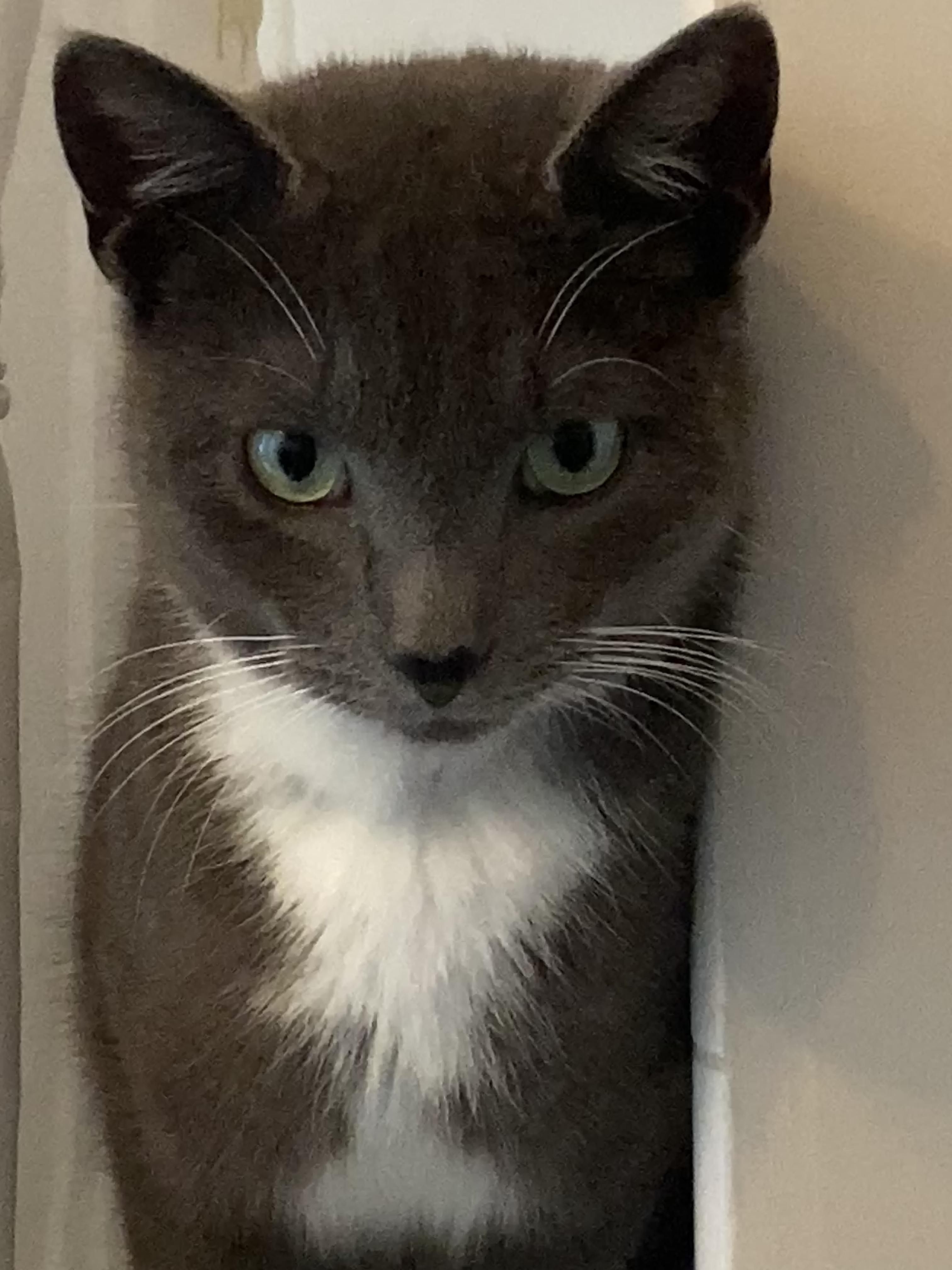 Stormy, ADOPTABLE, Young Male Domestic Short Hair.