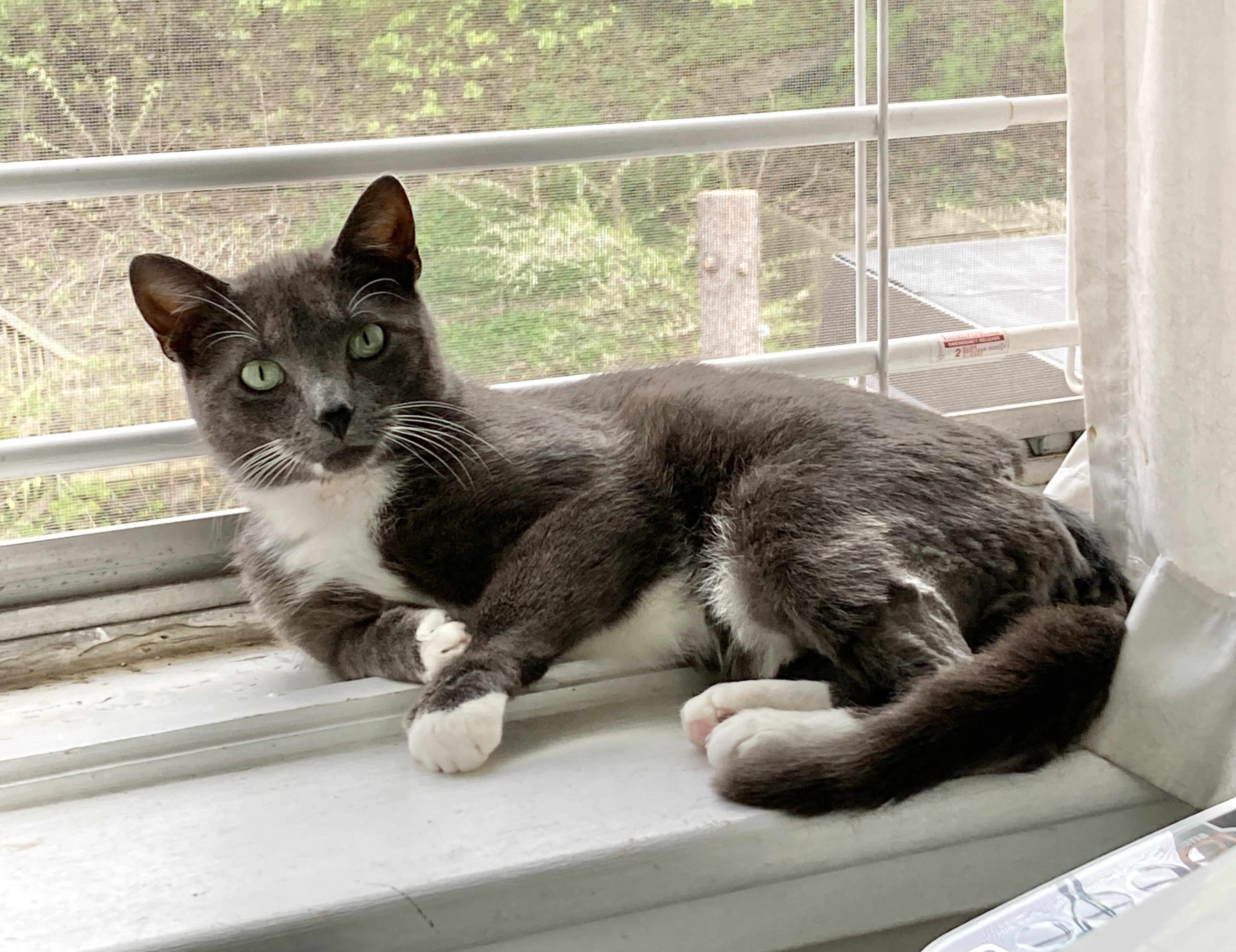 Enlarge Stormy, a ADOPTABLE mixed breed in Glenmont, NY image 3/5