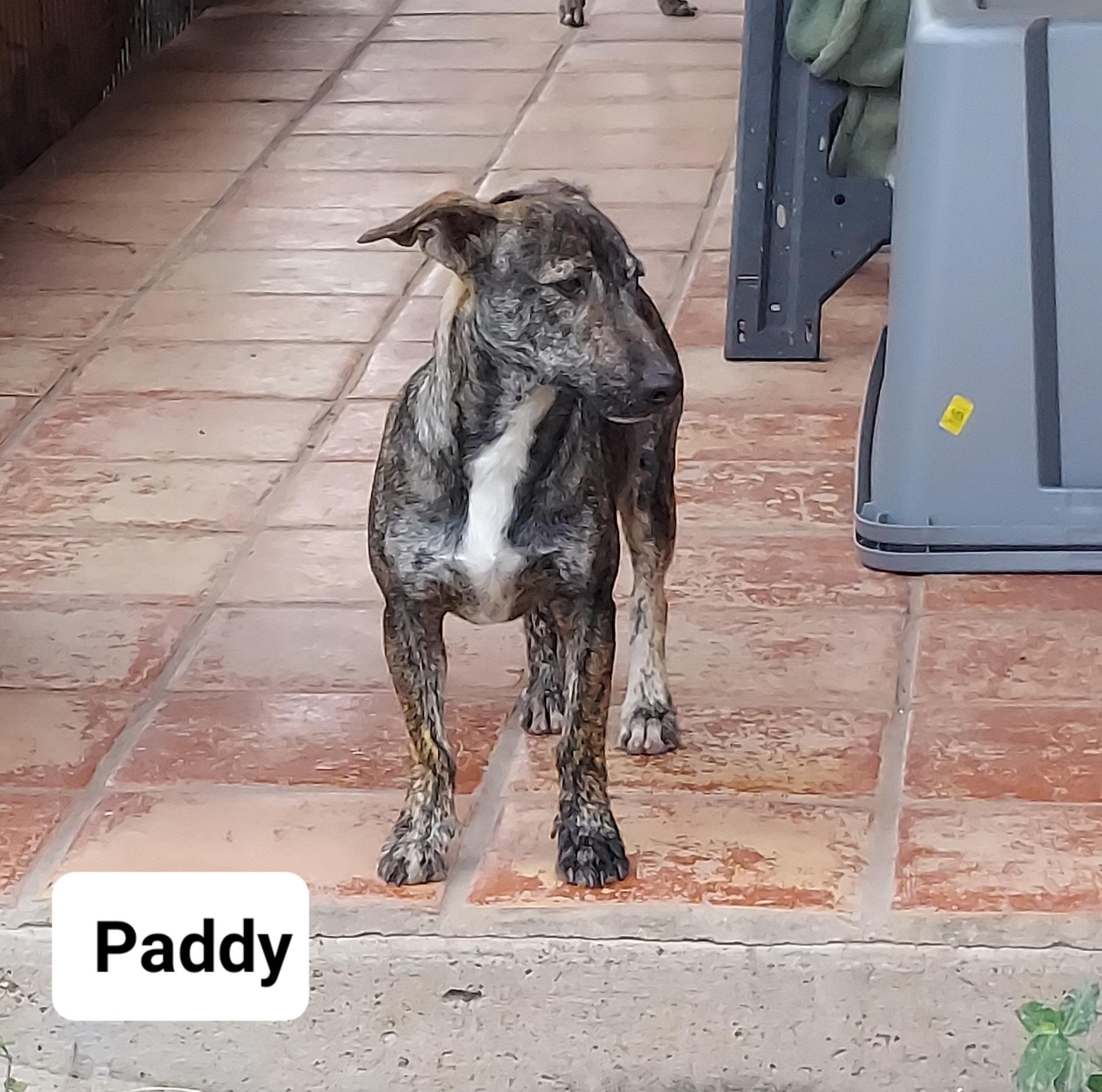 Enlarge paddy, a Adoptable mixed breed in Toms River, NJ image 3/5