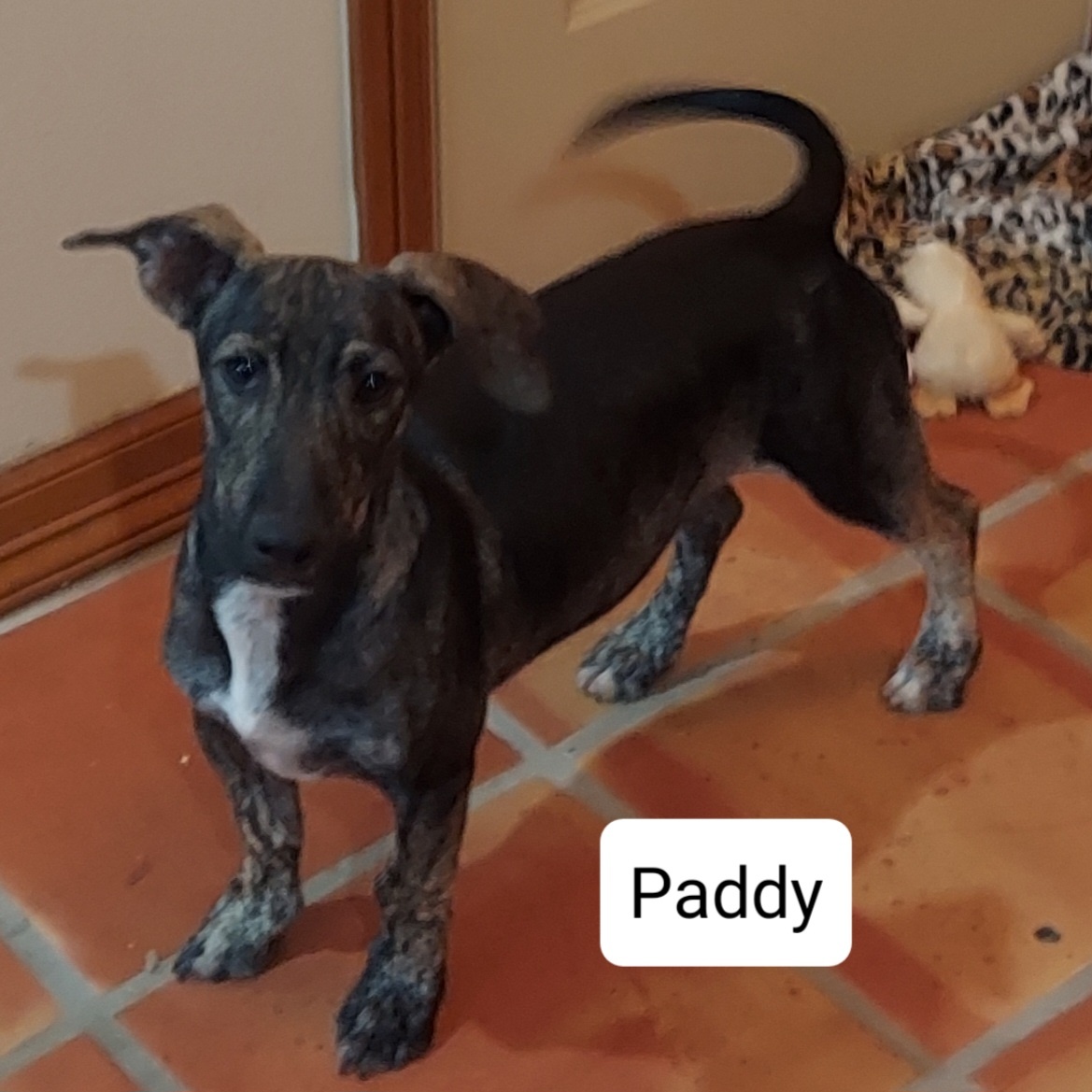 Enlarge paddy, a Adoptable mixed breed in Toms River, NJ image 2/5
