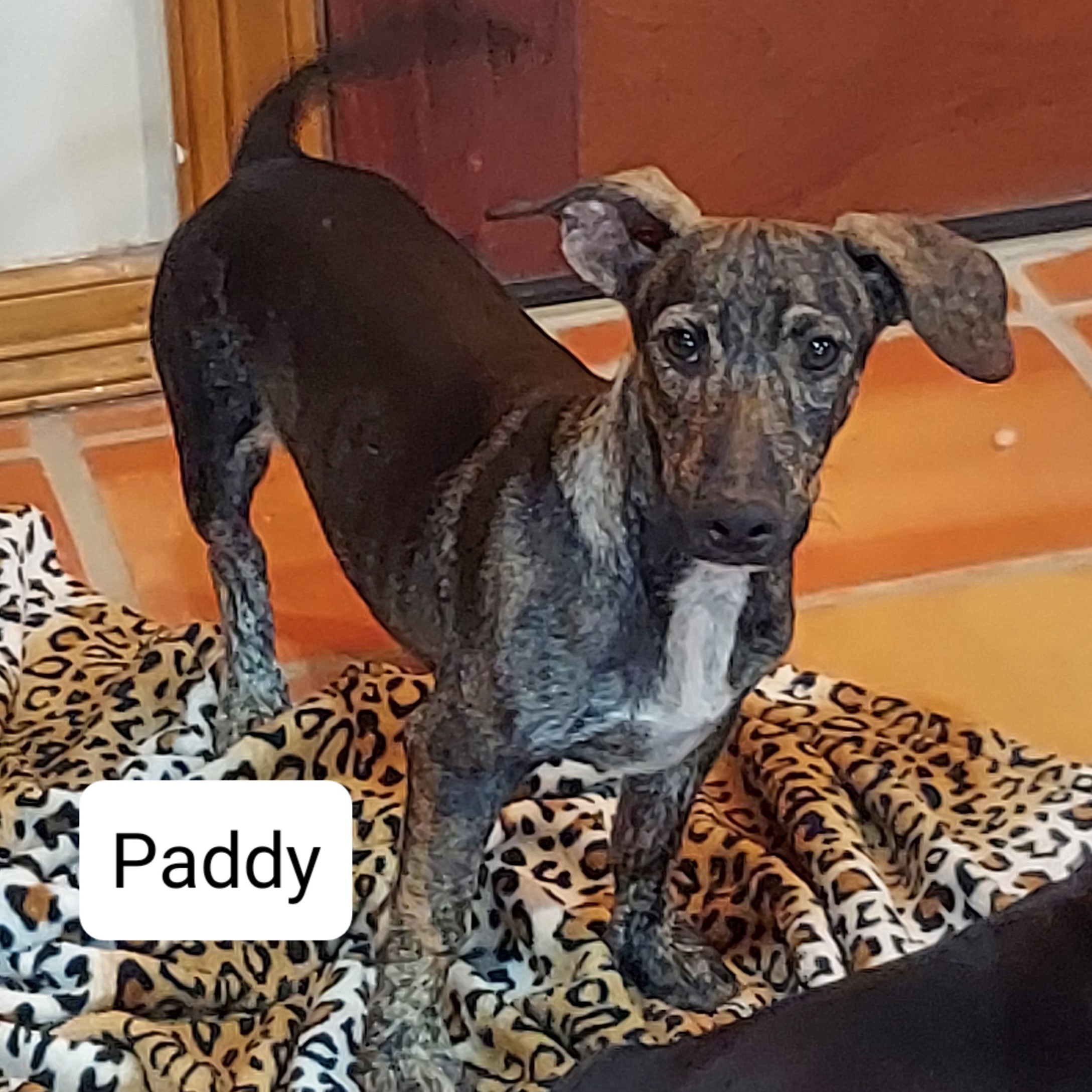 Enlarge paddy, a Adoptable mixed breed in Toms River, NJ image 1/5