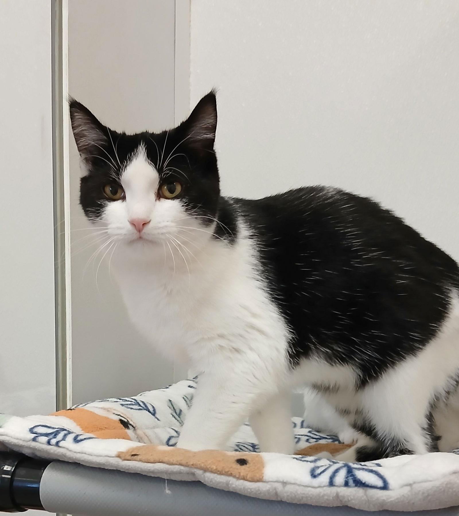 Dimple, Adoptable, Young Female Domestic Short Hair.