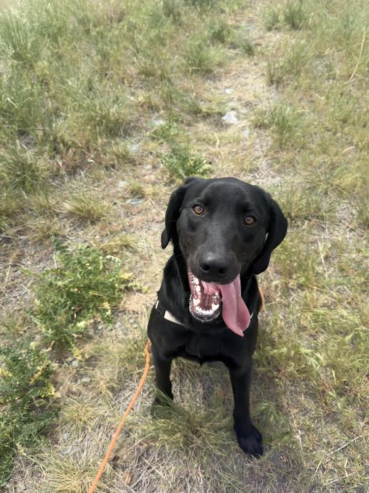 Hank, Adoptable, Young Male Labrador Retriever & Hound.