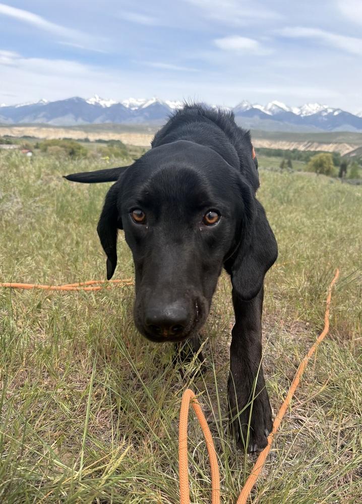 Hank, a Adoptable mixed breed in Salmon, ID image 2/6