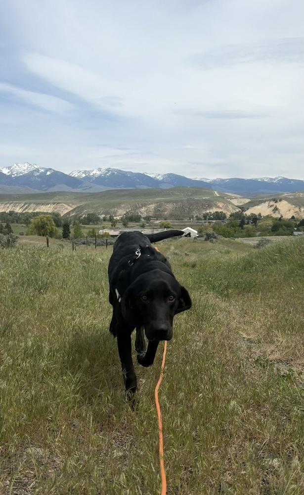 Hank, a Adoptable mixed breed in Salmon, ID image 3/6