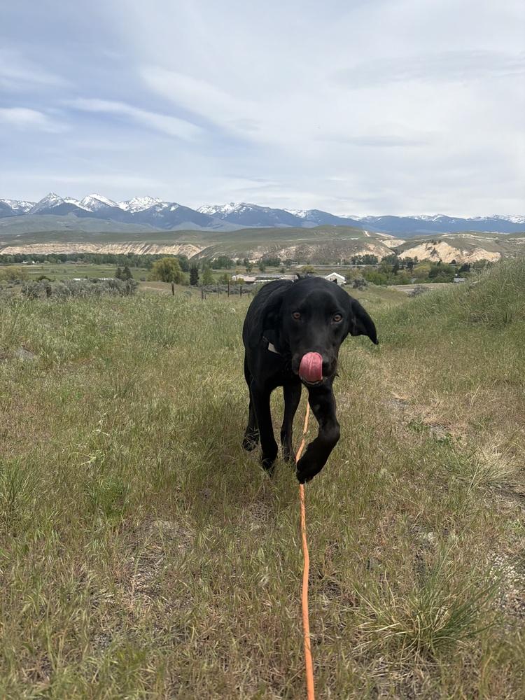 Hank, a Adoptable mixed breed in Salmon, ID image 4/6