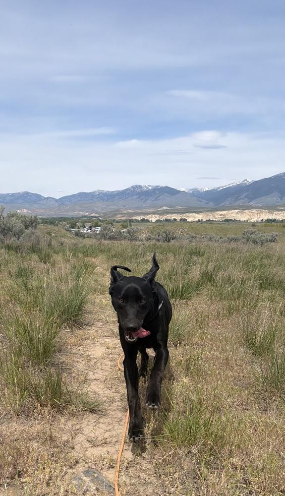 Hank, a Adoptable mixed breed in Salmon, ID image 5/6