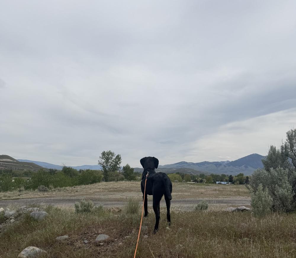 Hank, a Adoptable mixed breed in Salmon, ID image 6/6