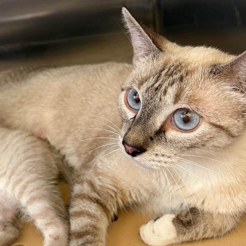 Blanche, Adoptable, Adult Female Domestic Short Hair.