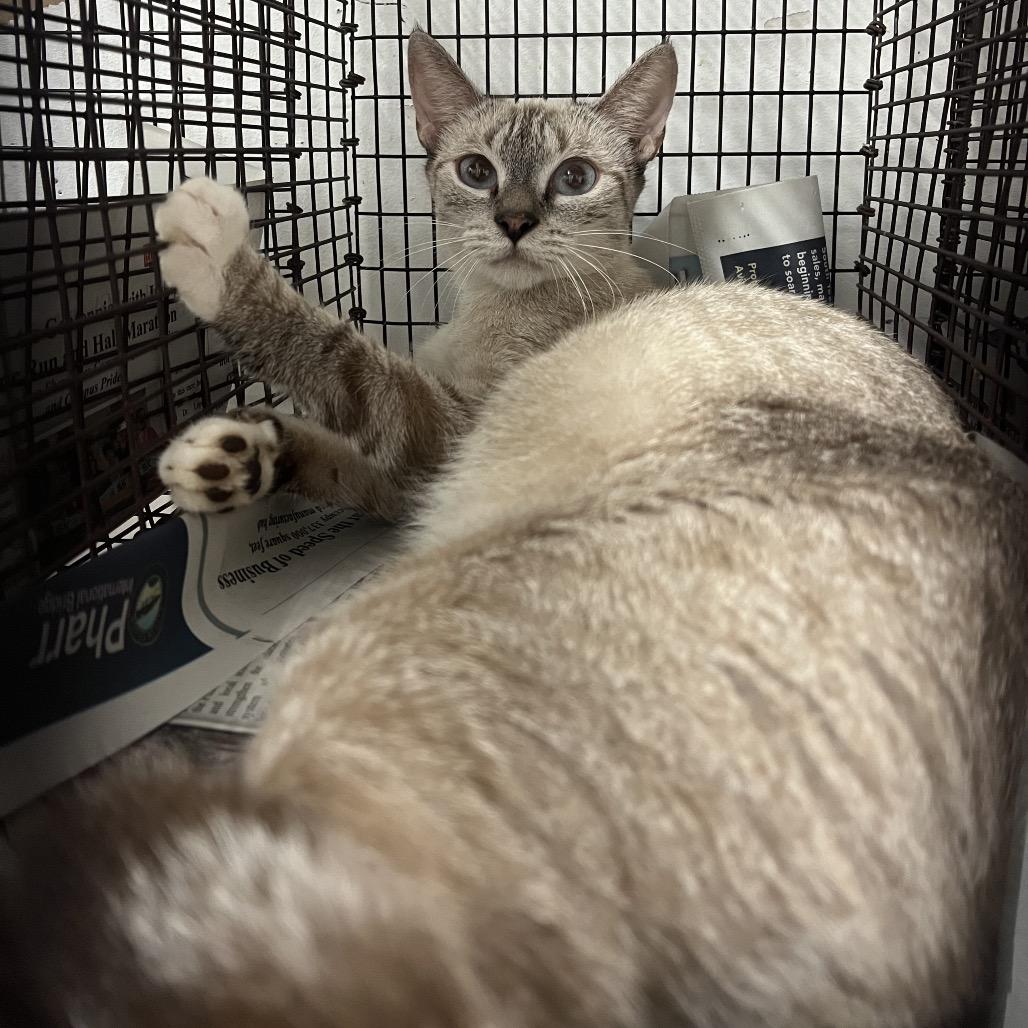 Enlarge Blanche, a Adoptable Domestic Short Hair in Edinburg, TX image 2/2